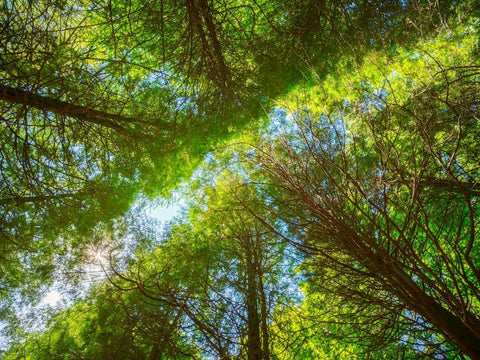 Trees environment