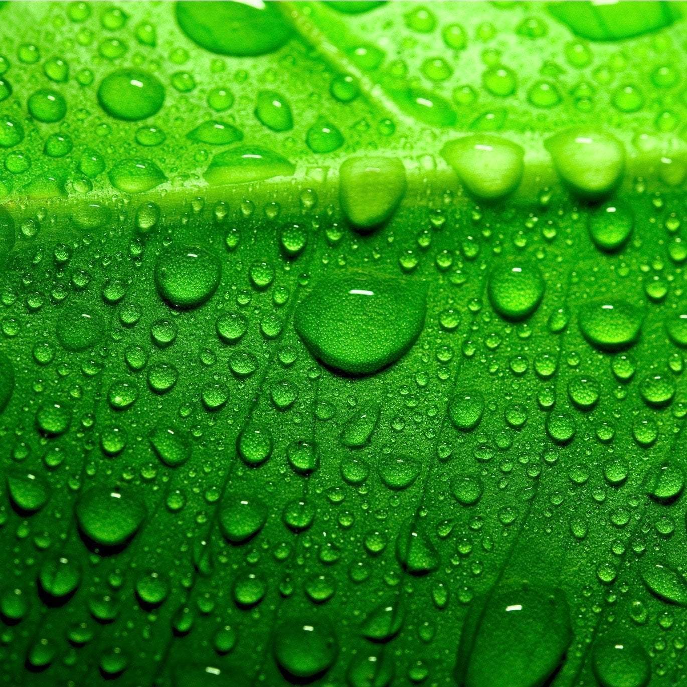 lots of natural moisturizers for skin