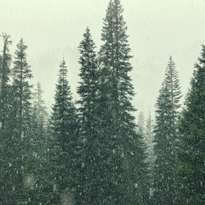 The Nordic Pine Trio