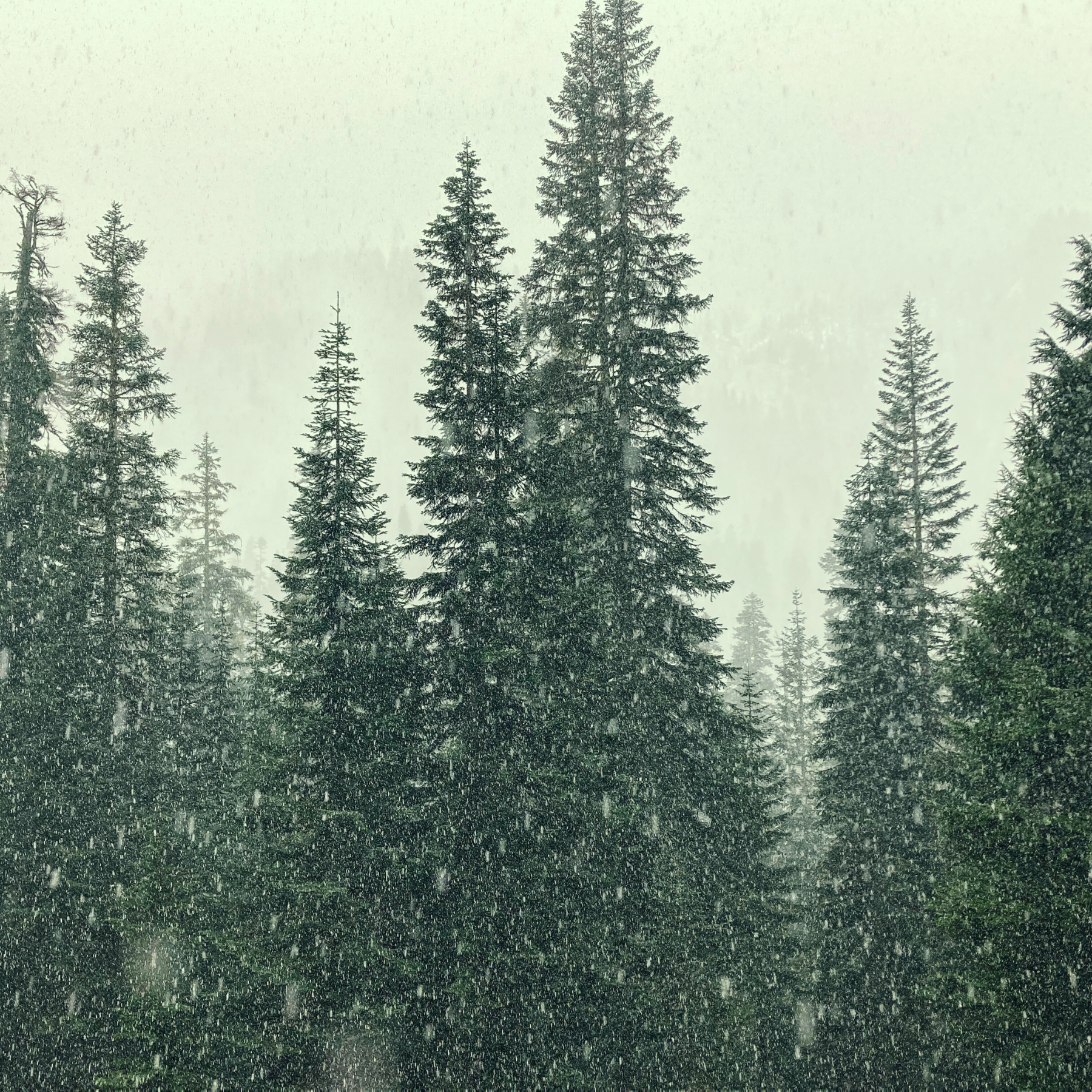 The Nordic Pine Trio