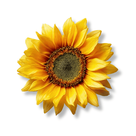 Single sunflower on a white background