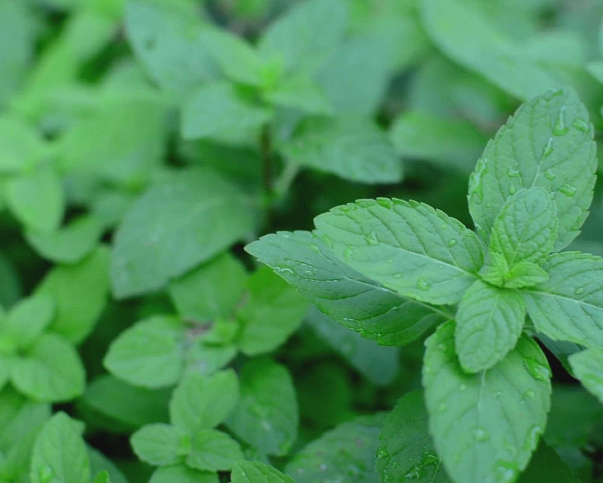 Load video: peppermint leaves