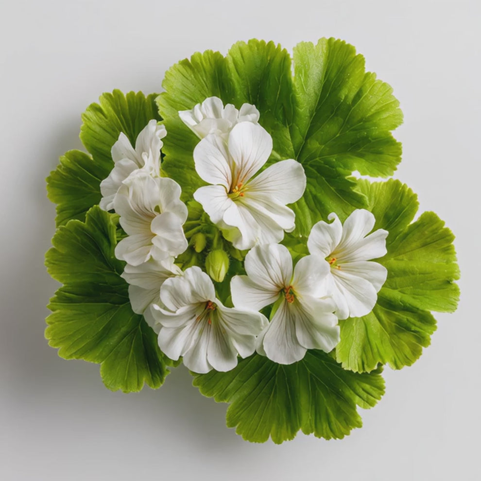 Geranium essential oil