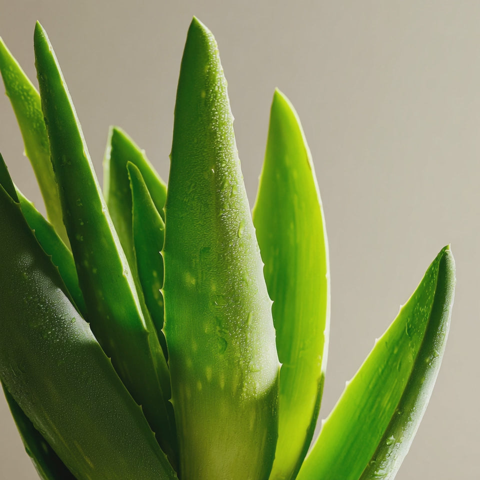 Moisturizing fresh aloe plant