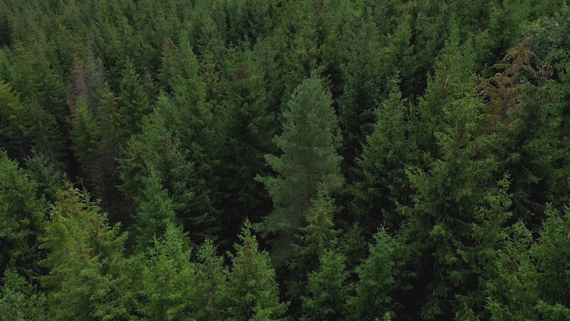 Evergreen forest overhead view