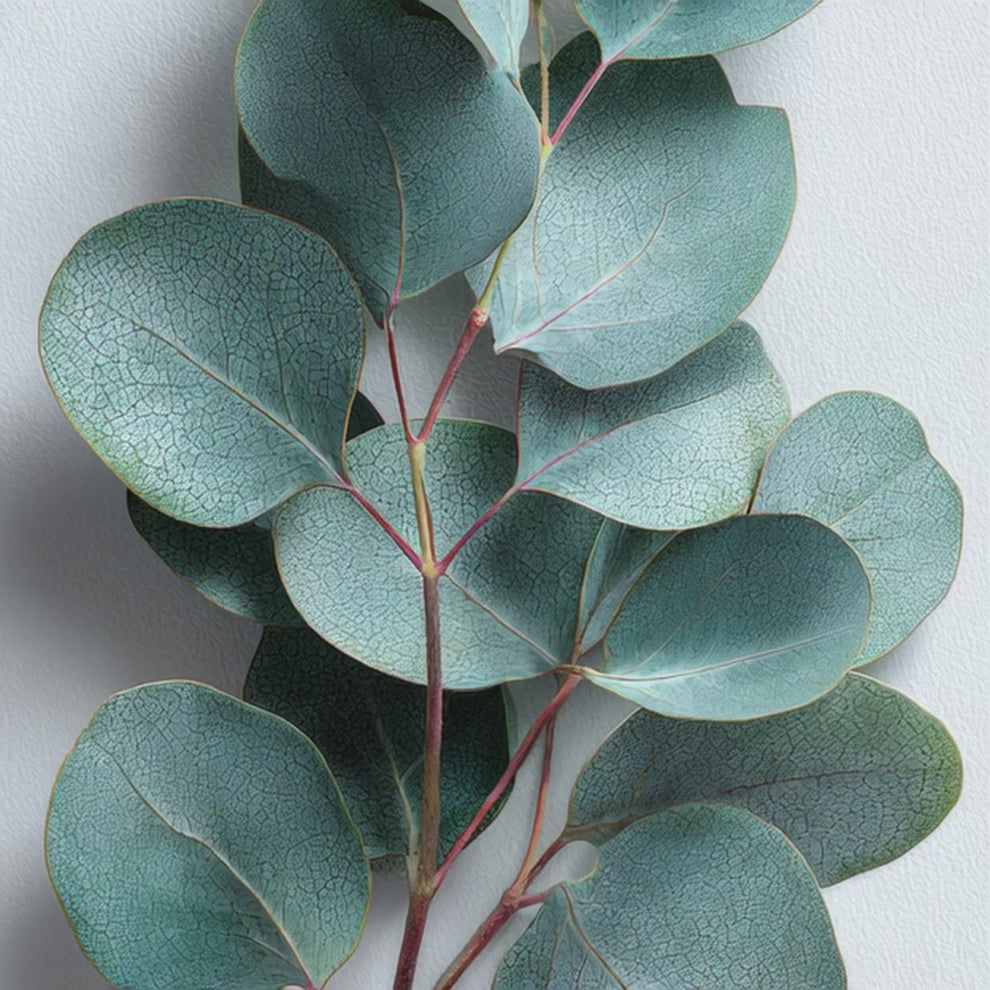 Eucalyptus leaves