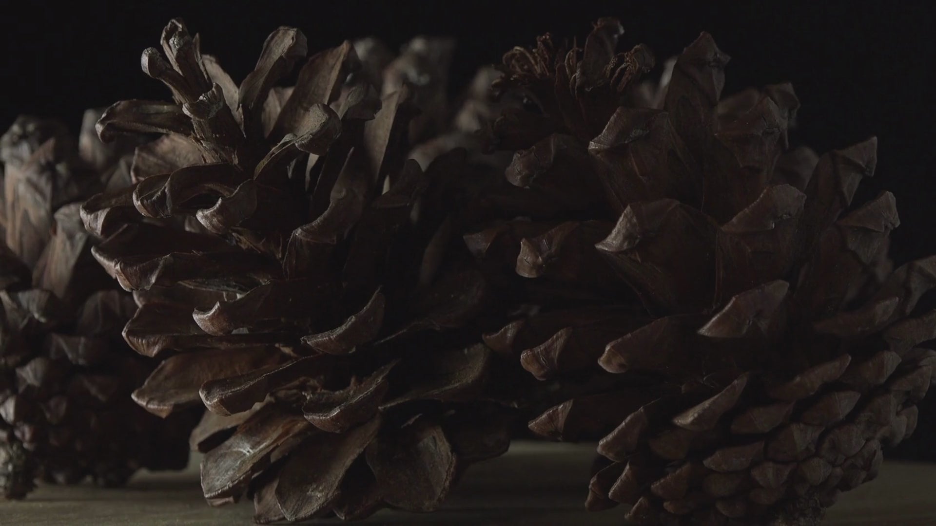 close up of pine cones