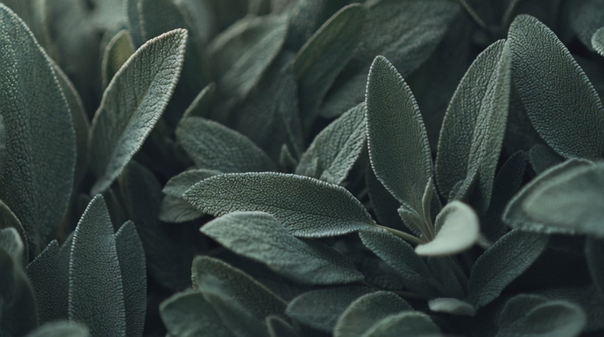Sage botanical extract