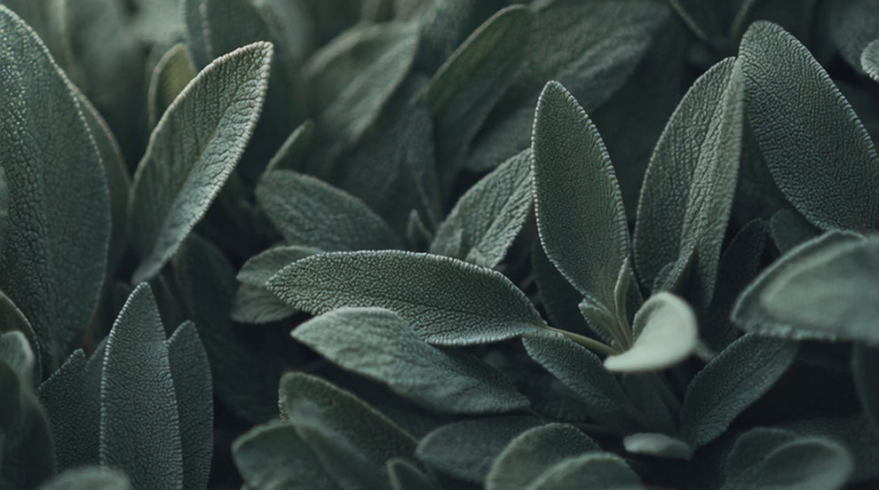 Sage botanical extract