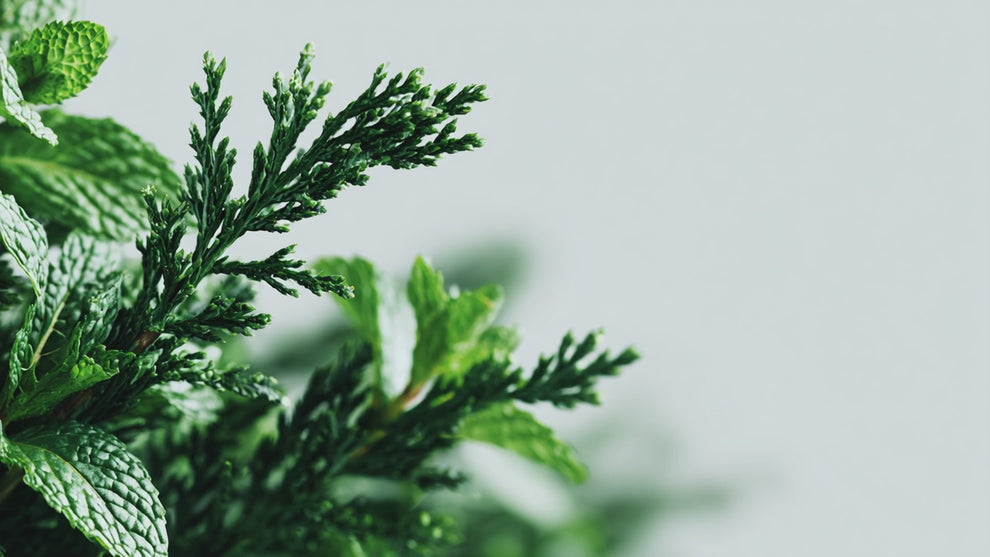 Cypress essential oil