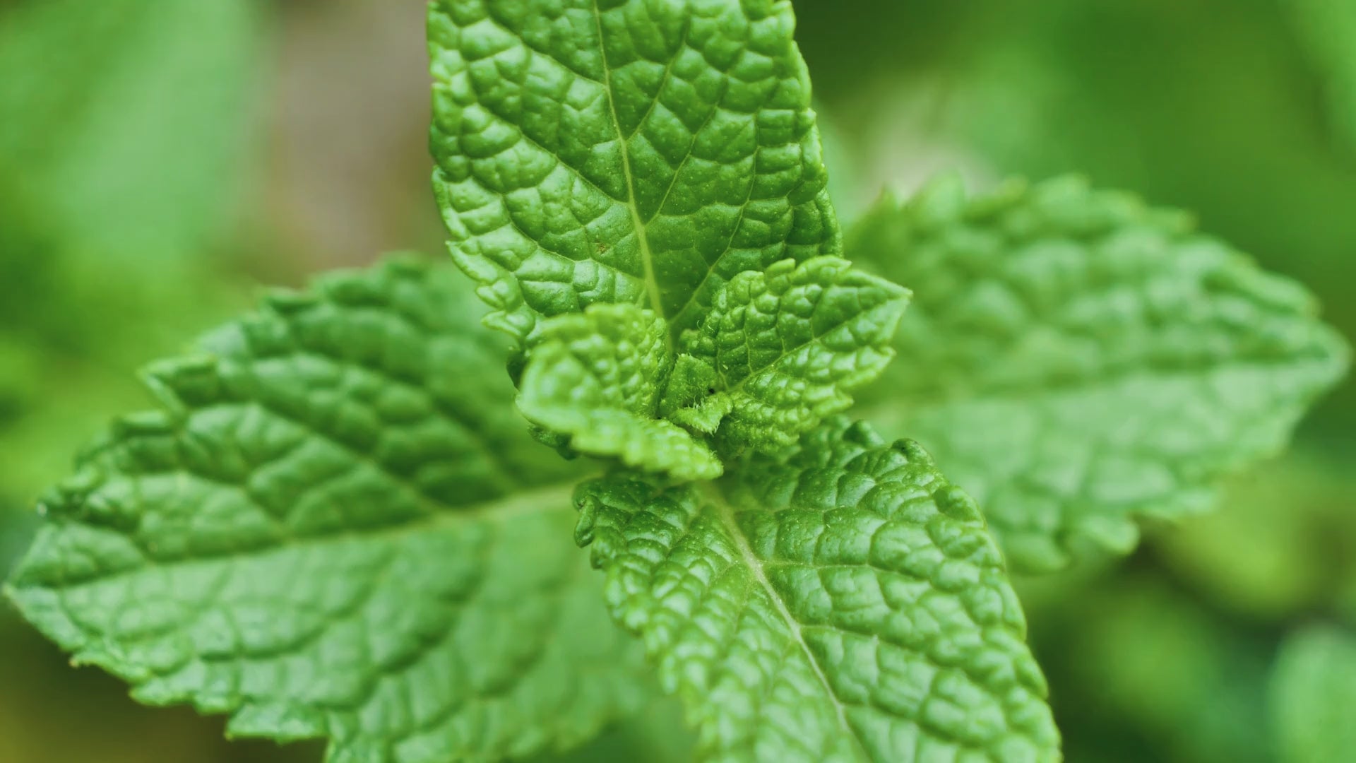 Mint essential oil