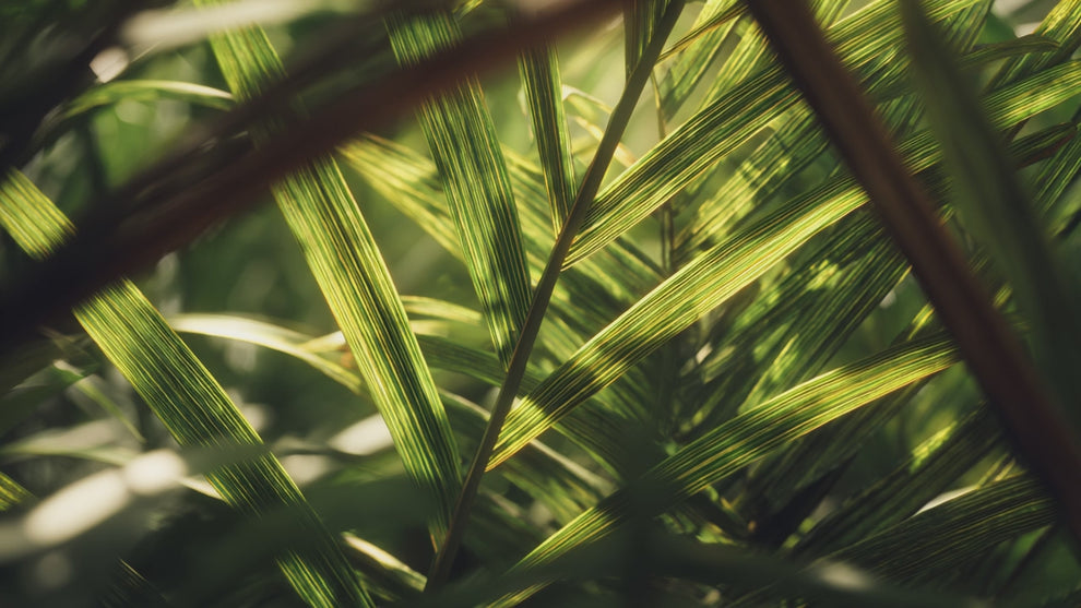 Bearsville Sustainable Palm Handmade Natural Soap