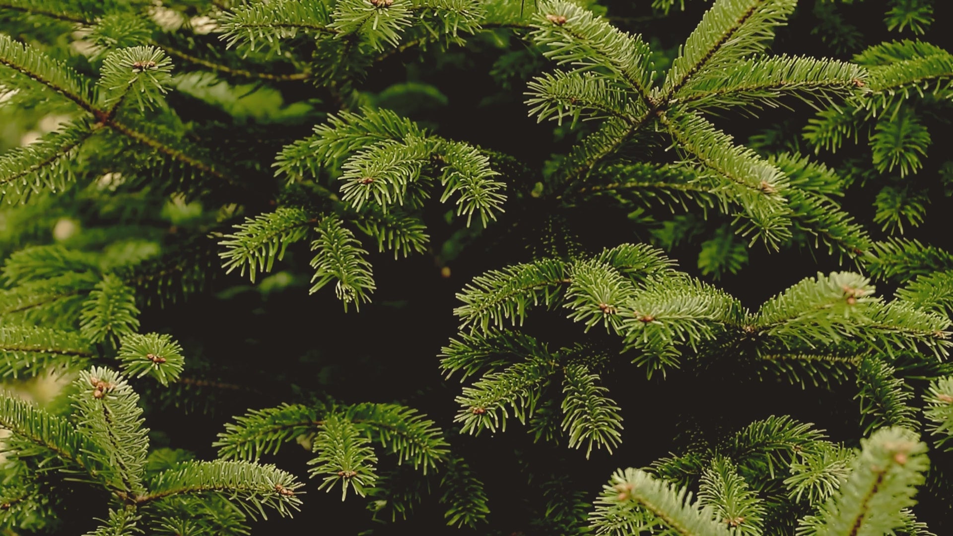 Load video: balsam tree
