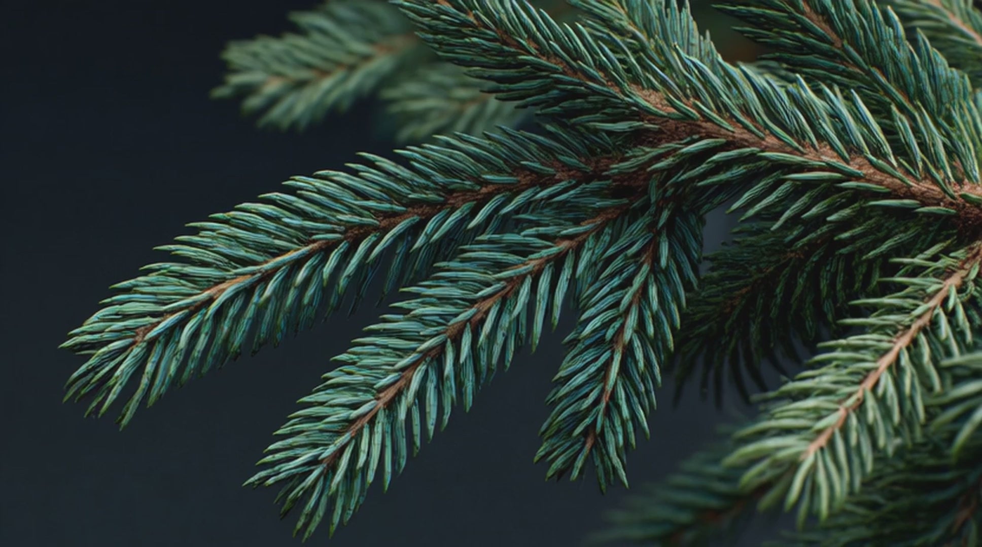 Balsam fir essential oil