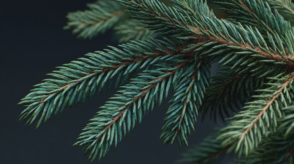 Balsam fir essential oil