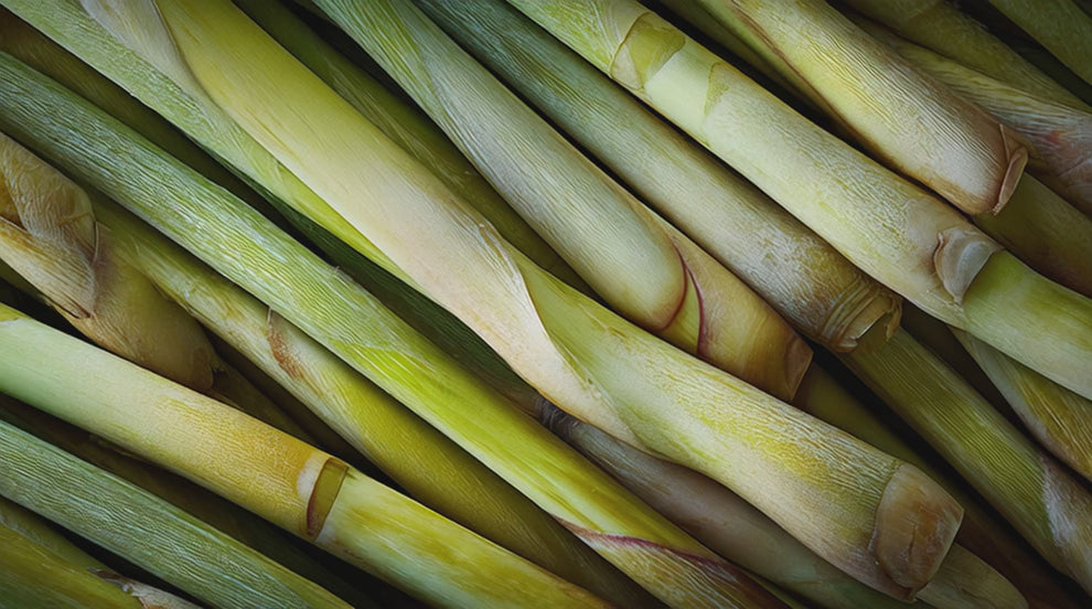 Lemongrass essential oil