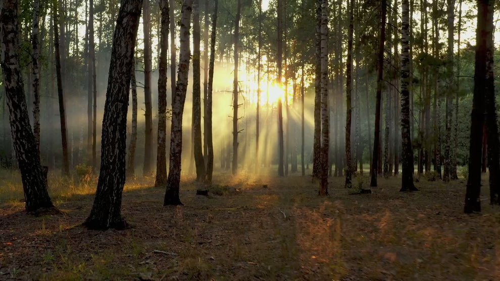 Forest at dusk, sun setting through the trees