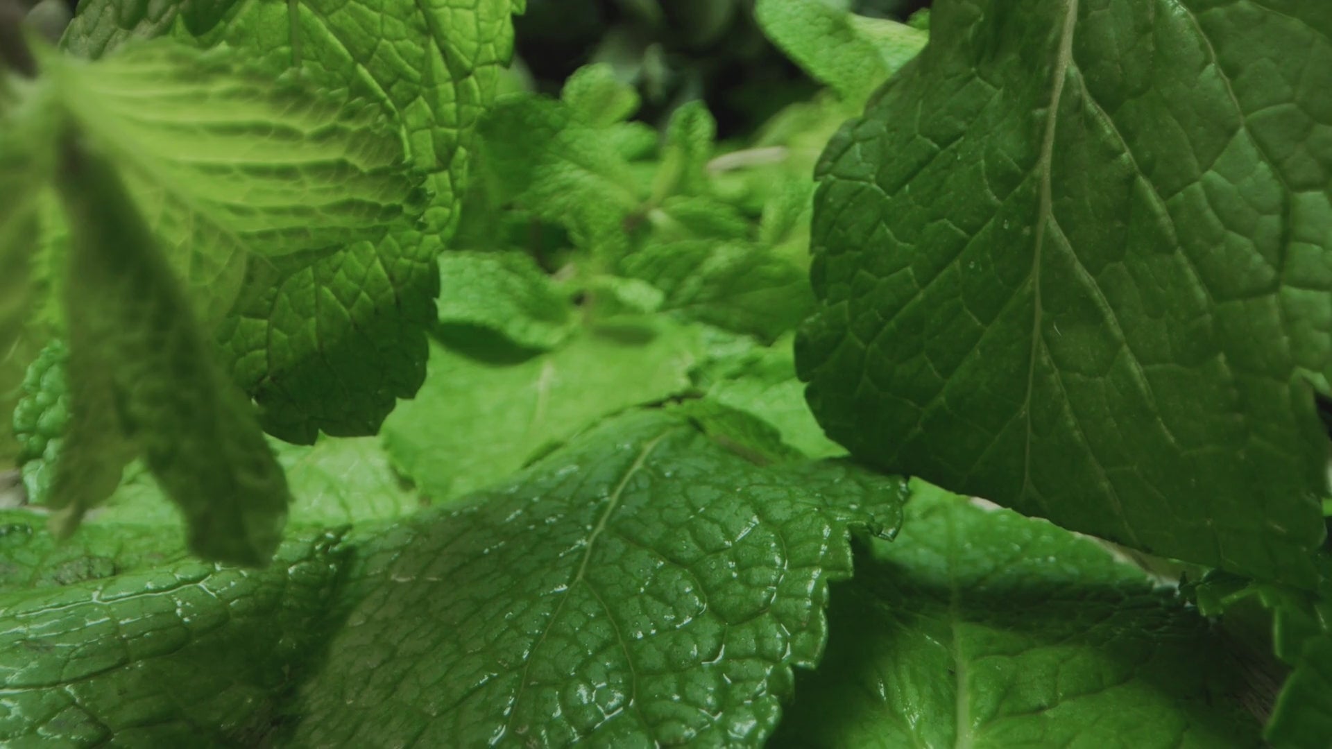 organic mint leaves