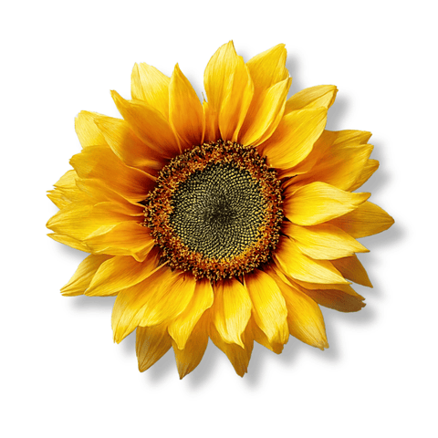 Sunflower Oil